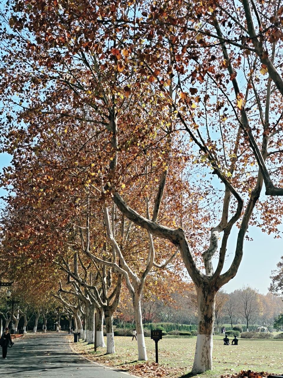 宜兴森林公园最近美呆了正是橙黄橘绿时，厚重浓烈！就想满满在这里散步搭个帐篷