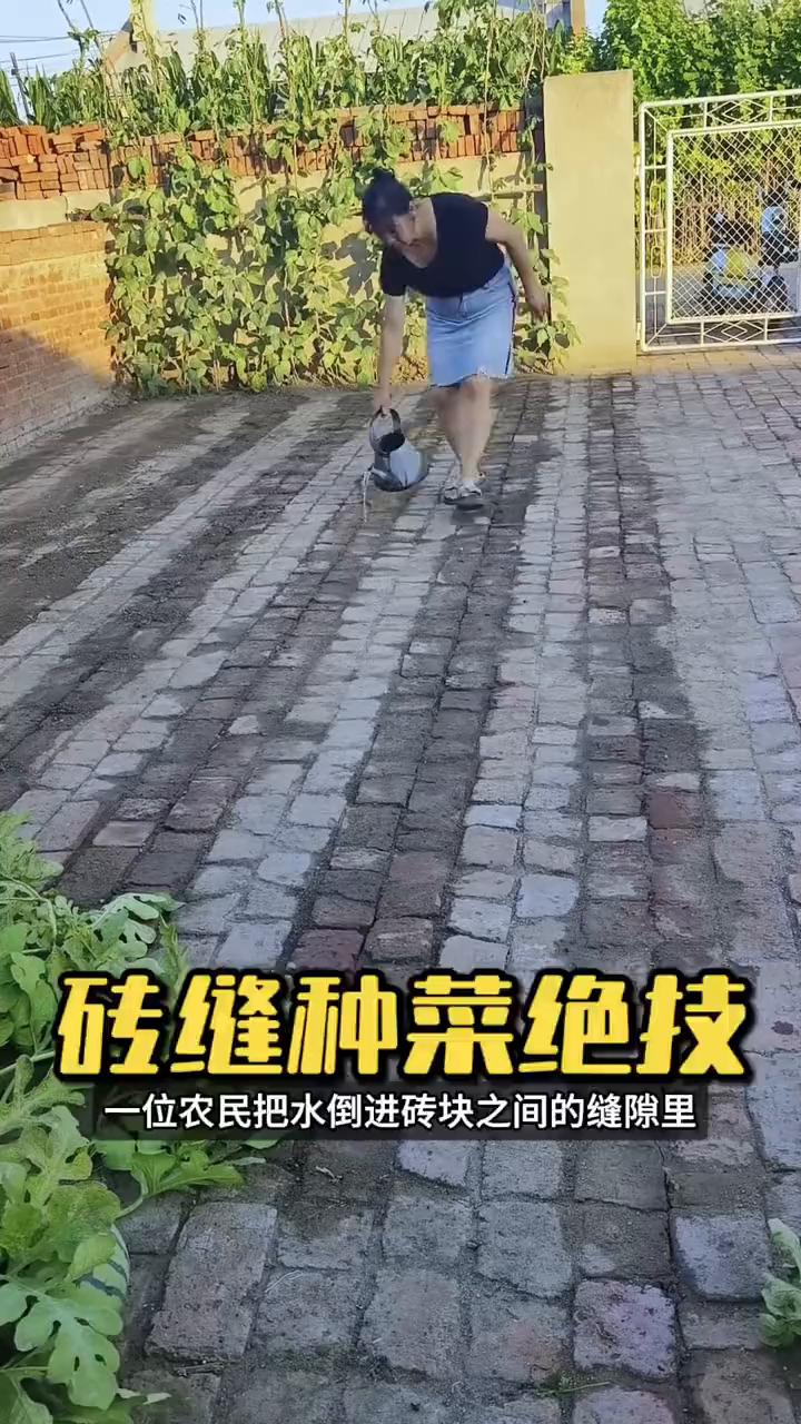 砖缝种菜绝技。注意看，一位农民把水倒进砖块之间的缝隙里，随后撒下一把种子，没想