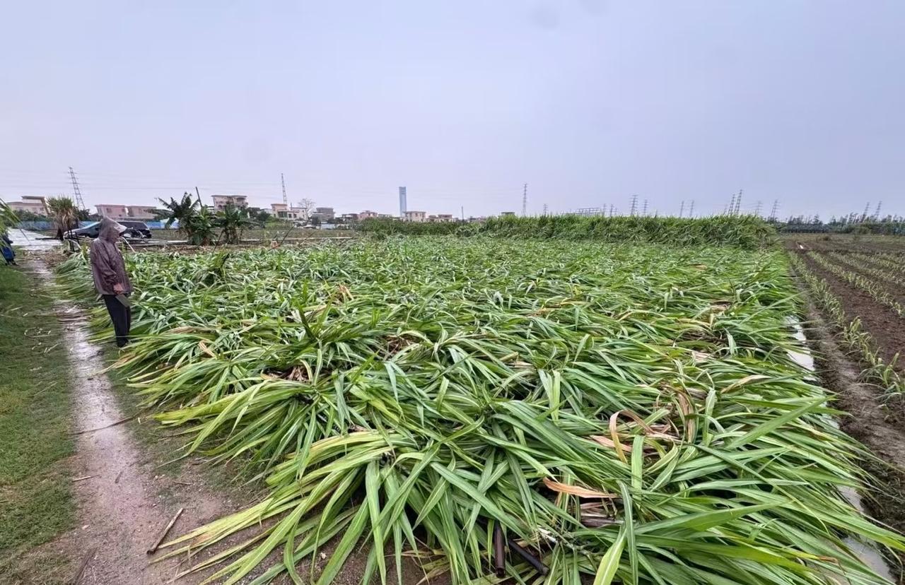南沙甘蔗滞销的原因前段时间看到南沙甘蔗自己开车去砍，1蚊1条，因为甘蔗很便宜