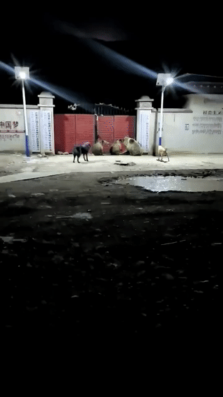 藏马熊又叫西藏棕熊。它是让西藏人民最为头疼的野生动物。由于它们体型庞大，性情