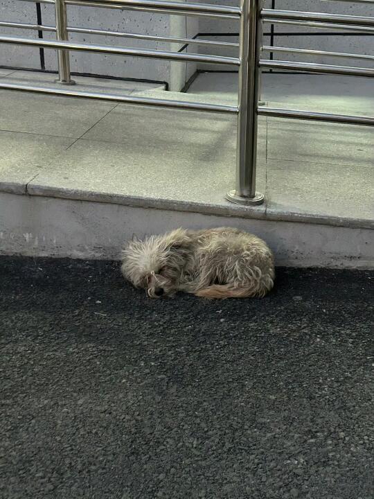 好可怜