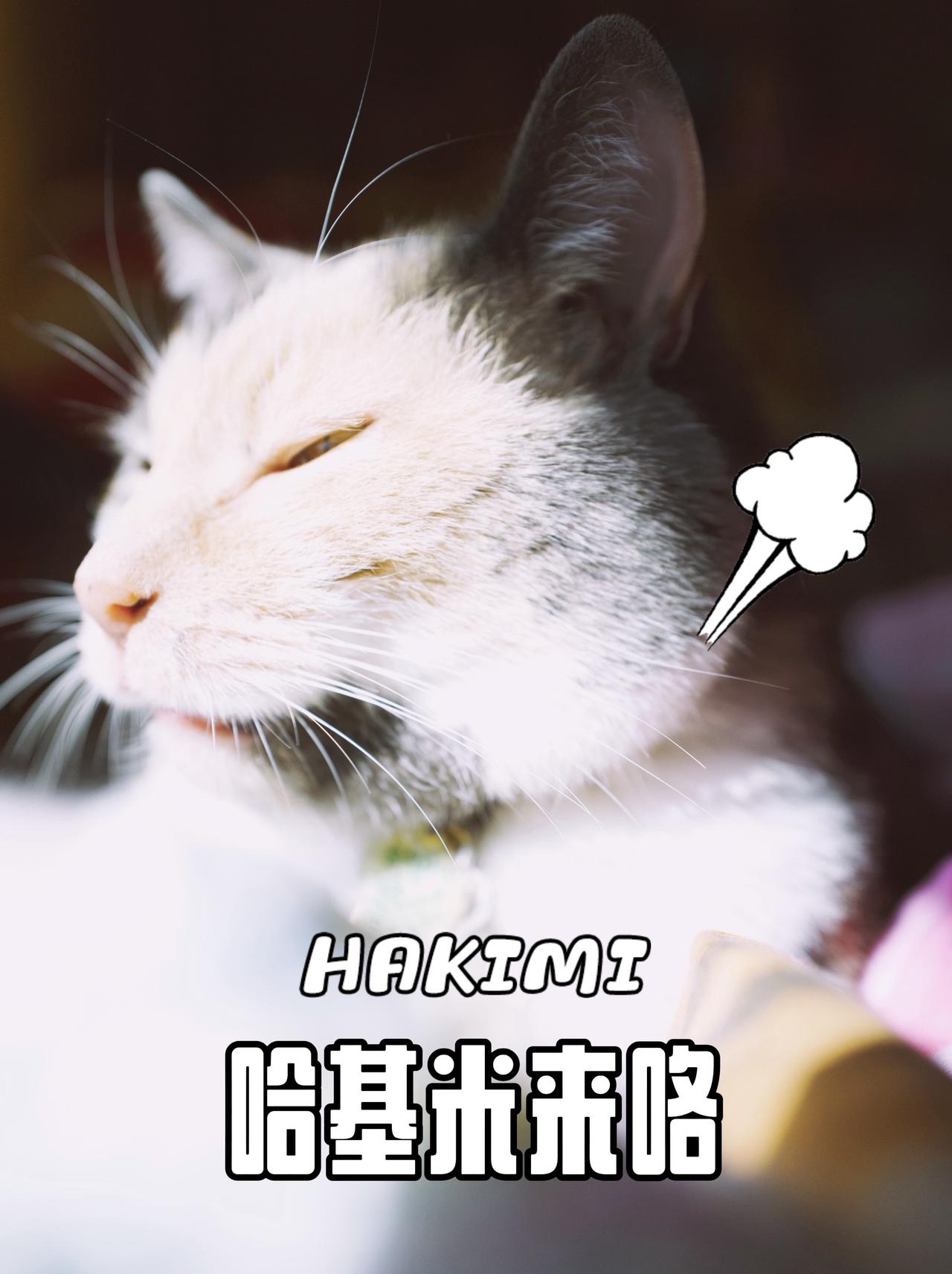 猫咪特写可爱猫咪宠物日常家有喵星人治愈系小猫