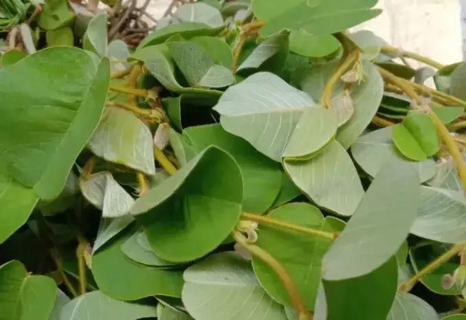 不得不佩服有些老方子，真是一物降一物身边不少人胆结石，疼起来要命，动不动就建议