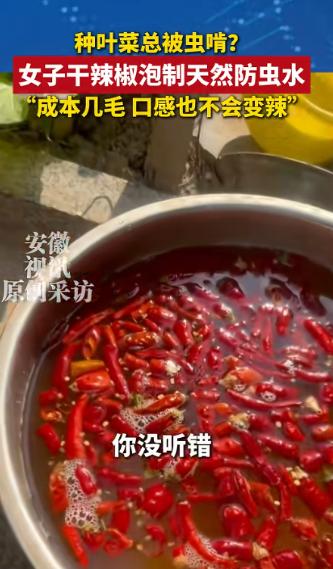 人怎么这么聪明！河北石家庄，一女子在家种青菜，结果大多被虫子吃的一干二净，女子疑
