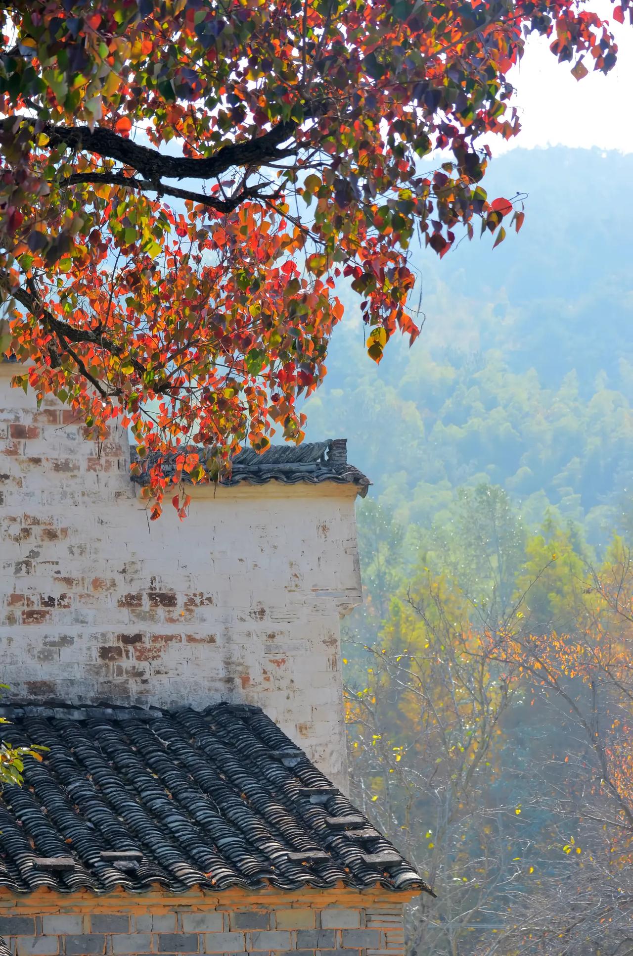 初三上学期，南京树人学校的江同学，年级排名103名，孩子看着南京六大（中华中学、