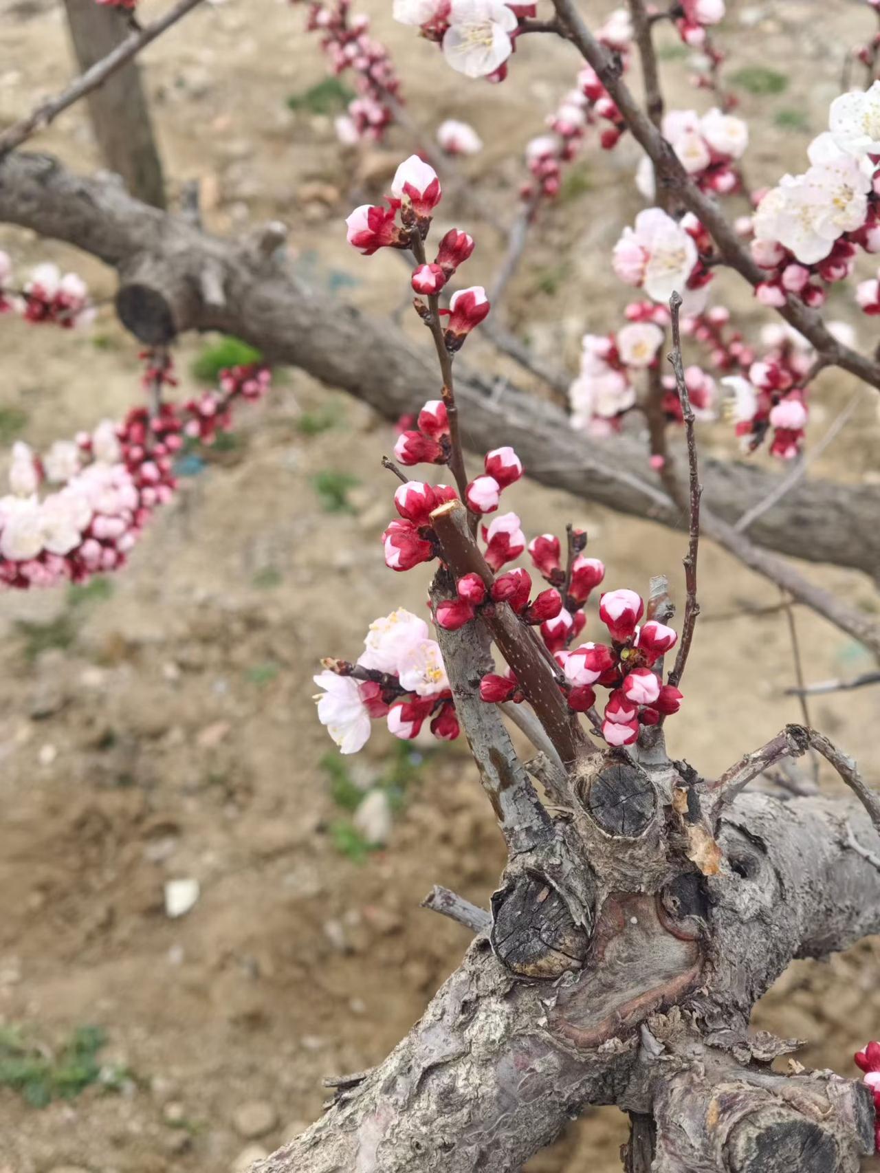 与君煮酒涑桥南，春浅风冷觉衣单。​北关鸦雀声喧嚣，碳火余温枕书眠。