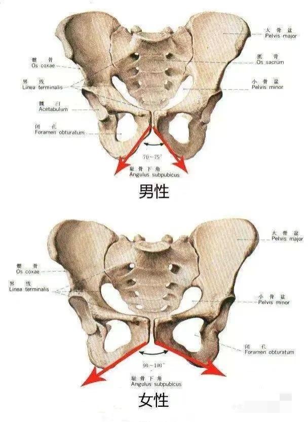 稳定性差异：男性结构为“刚性稳定”，利于发力；女性骶髂关节更灵活，但需核心肌群加
