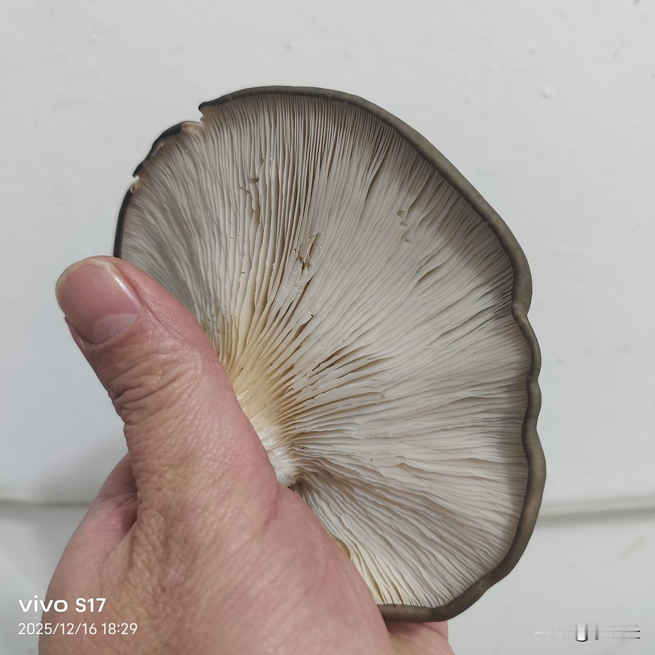 山西运城盐湖区的赵某某，租车抵押“空手套白狼”，结果把自己套牢。见过空手套