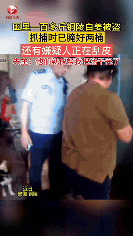 “白嫖不成反倒贴！”安徽铜陵，一男子清早发现自己种的100多斤白姜被偷了，于是赶
