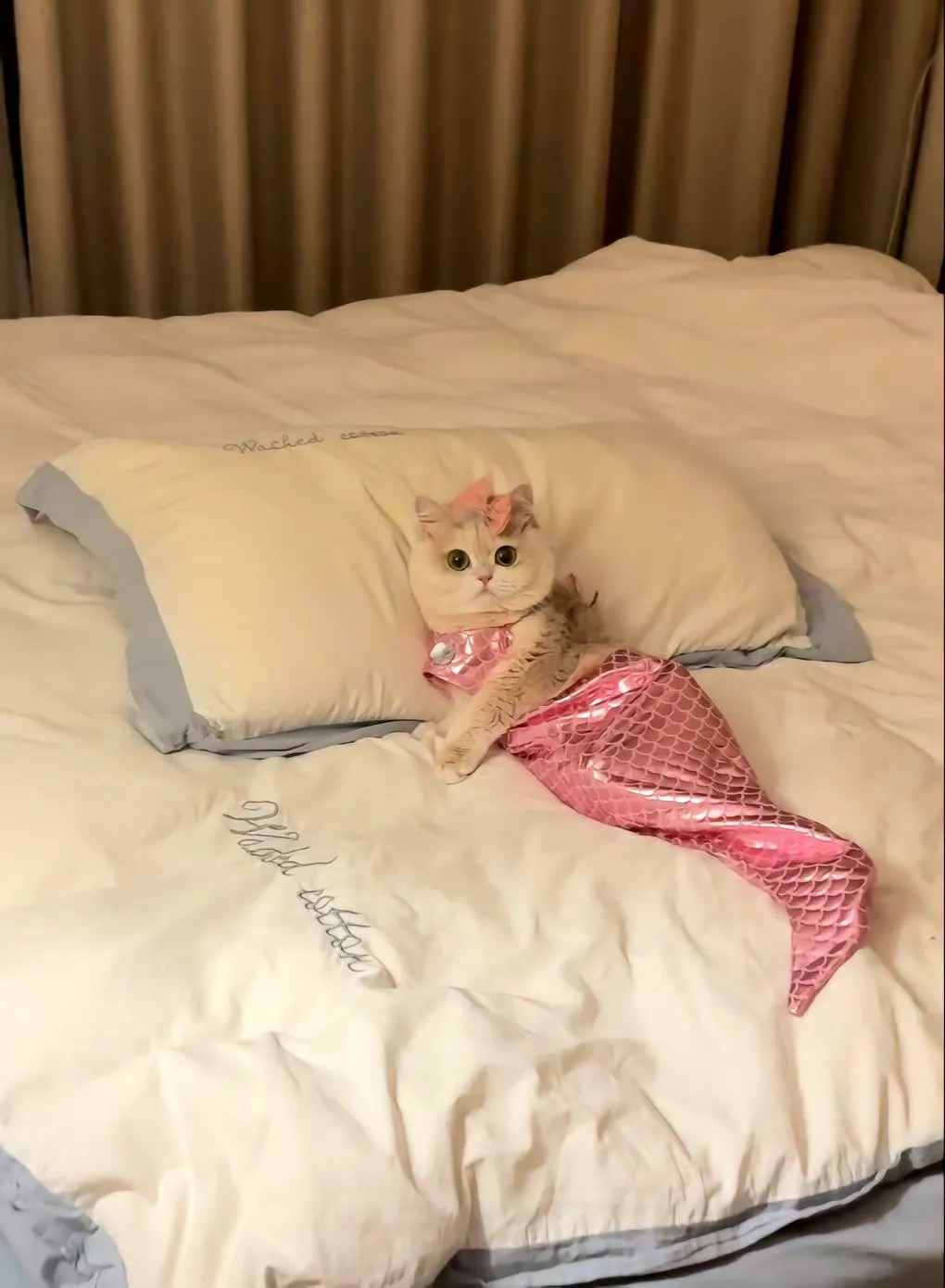 这里有一条小猫鱼上岸啦！