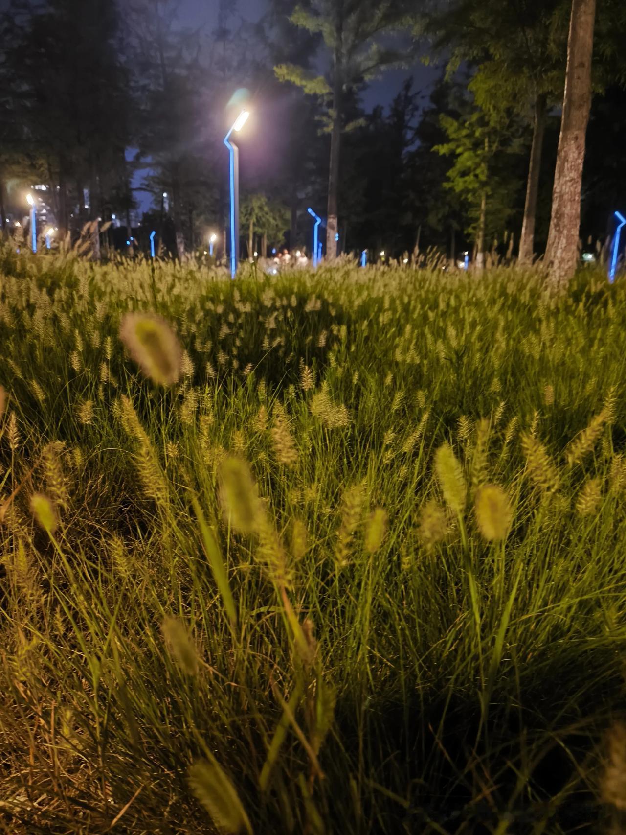 分享一张你最近相册里治愈的随手拍现在南京城区很少见到的这种野草，是不是叫狗尾巴草