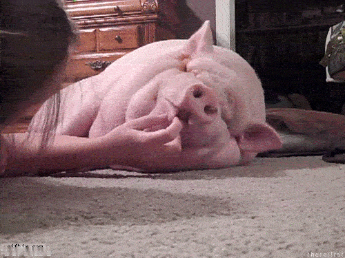 春节在家的我就是个“干饭机器”！从早到晚嘴巴就没停过，妈妈炸的丸子、奶奶蒸的包子