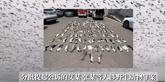 “太缺德了！”湖北鄂州，一群团伙使用浸泡过剧毒的小鱼来诱杀鸟类，导致6000多只