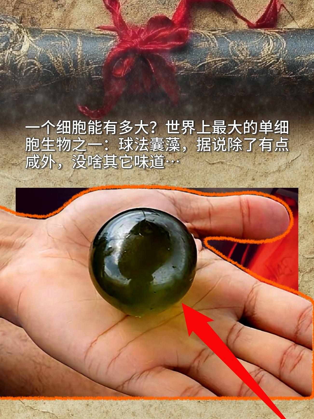 一个细胞能有多大？世界上最大的单细胞生物之一：球法囊藻，据说除了有点咸...