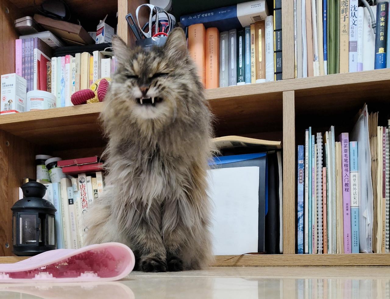 发一张图片证明猫咪的可爱眼见着心态崩了呀，可是为什么呢？[捂脸哭][捂脸哭][捂脸哭]