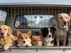 太有灵性了！吉林，7只小狗被贼偷走装进笼子，原本以为要成为盘中餐了，没想到，7只