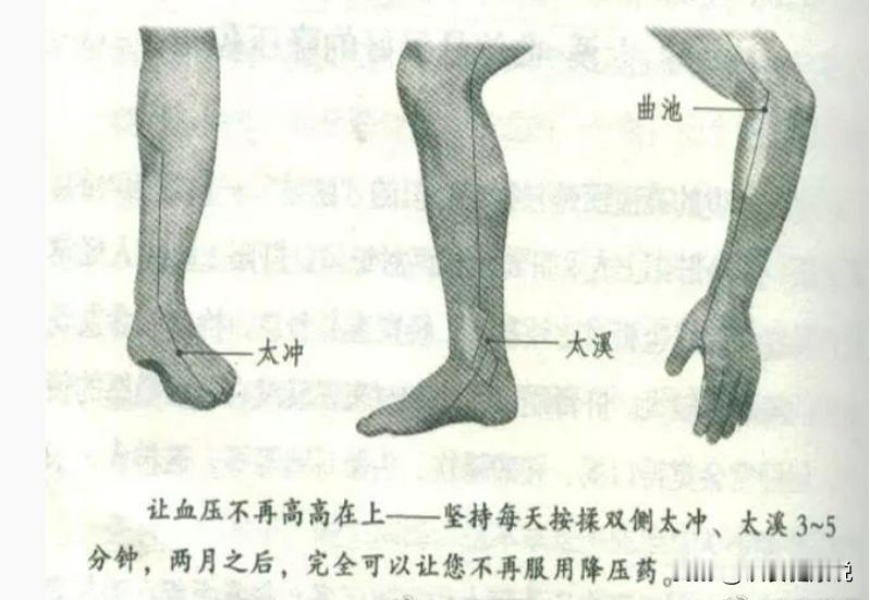 【两经两穴防治高血压】治、防高血压，直接的方法是敲肝经和胃经。治、防高血