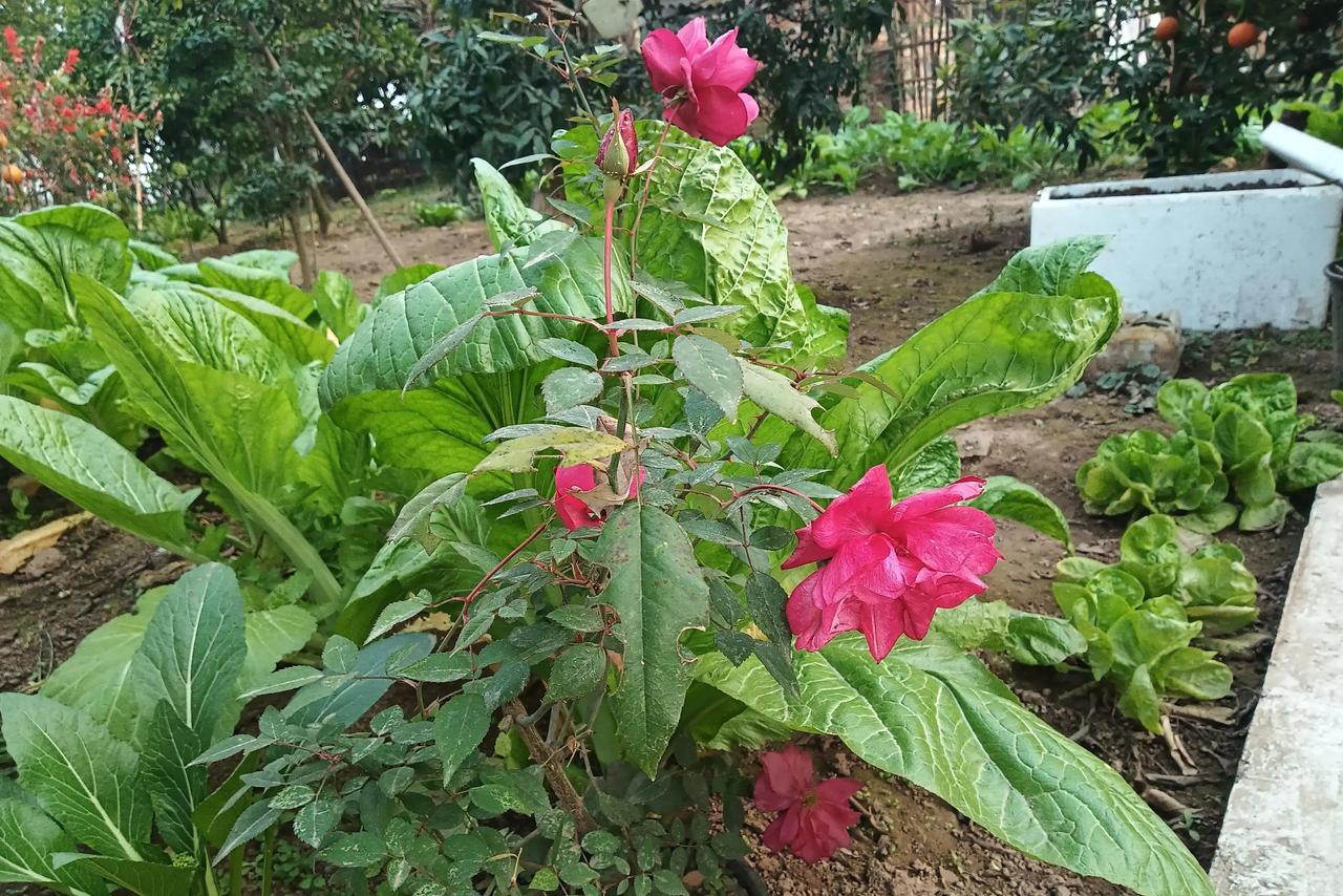 55岁以上的女性，很多人表面看淡定了，实际上心里乱糟糟的。孩子大了飞出去了，家里