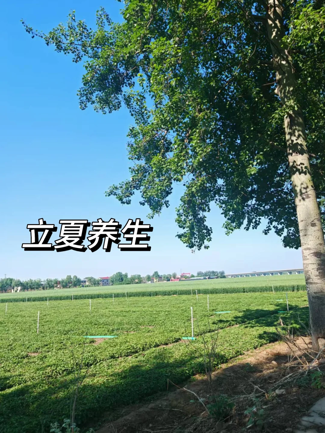 立夏后，你的阳气正在悄悄透支