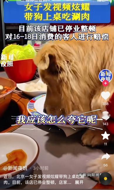 这下出名了纵容狗上桌舔盘子，还发视频炫耀，夸自己家的狗，“太棒了”真让人无语