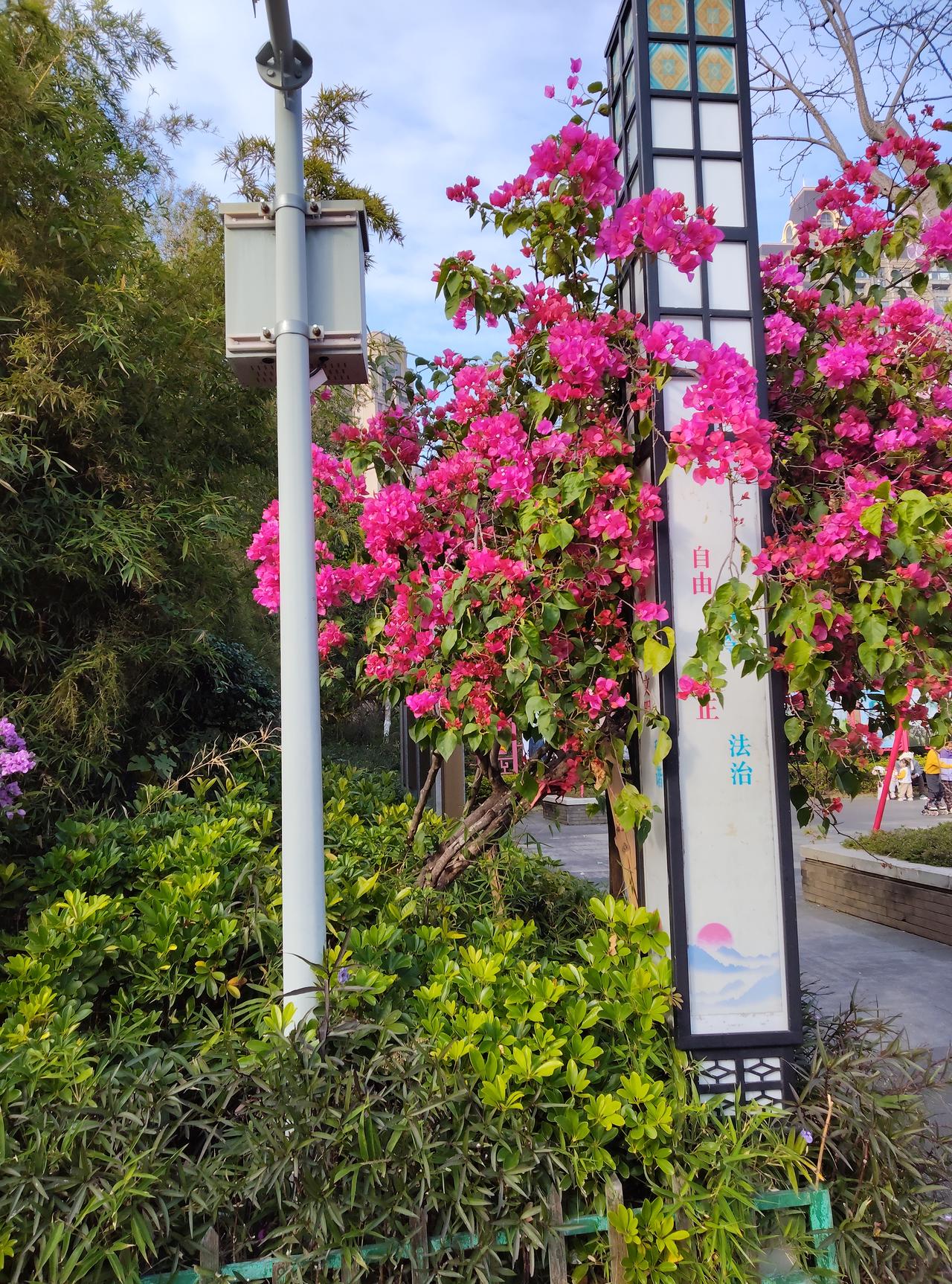 南方的冬天哪里有半点萧瑟的样子？就像今天出门撞见的这一幕，三角梅开得泼泼辣辣