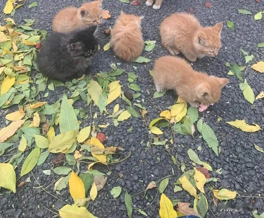 网友：我们小区里的一只母流浪猫咪，生出了5只宝宝，太令人佩服了，一只猫在外面流浪