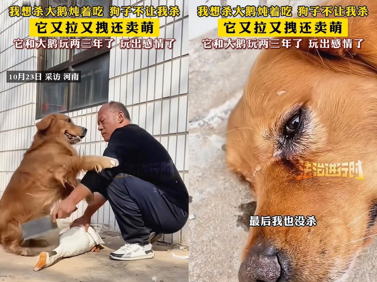 河南一男子要杀大鹅炖着吃，刚按住，狗子就冲过来死活不让。本来以为动物之间只是