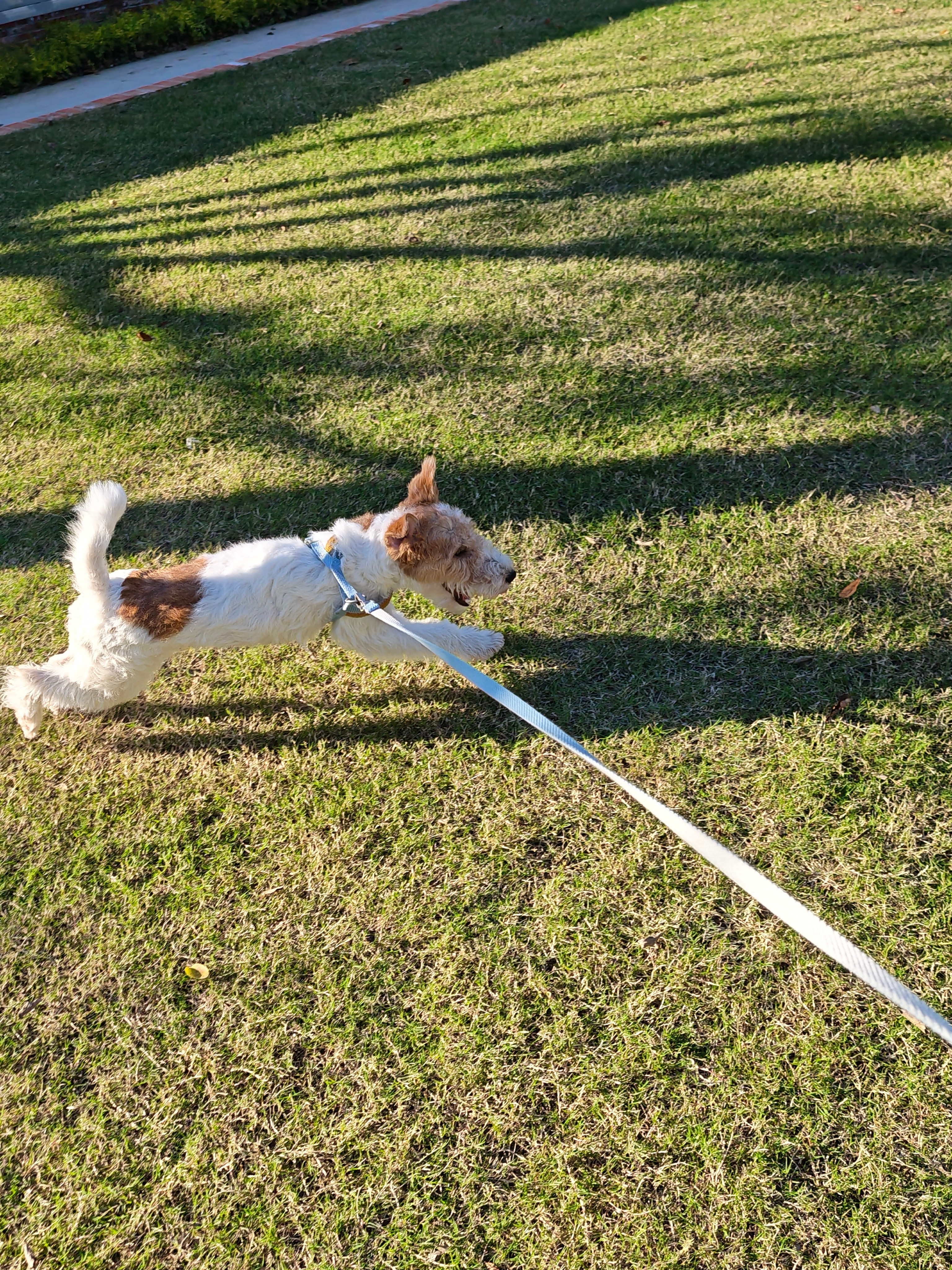 荣耀Magic8系列Live动图出新玩法，新加入了精彩慢放、运动幻影和运动分身三