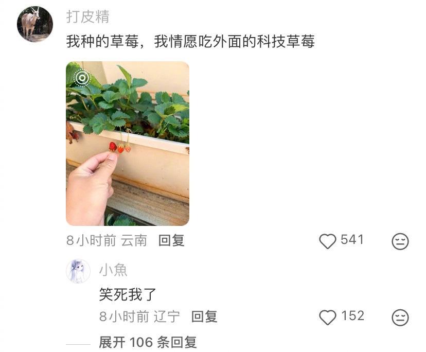 爱吃草莓尖尖的有福了