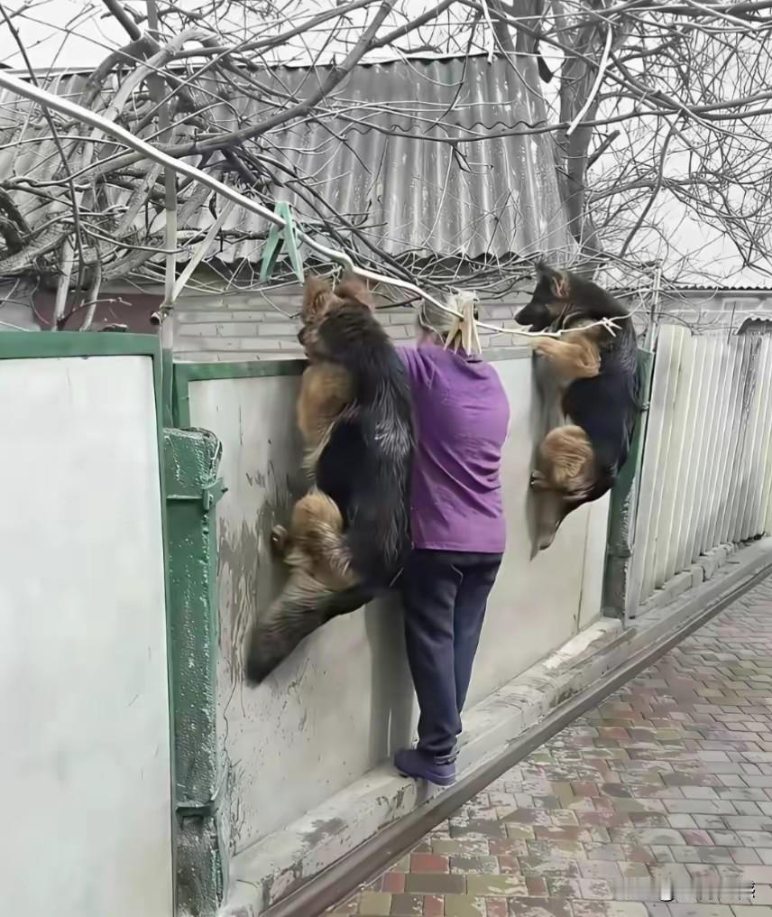 主人的扒着墙头看，两个毛孩子一左一右，也好奇的扒着墙头看，毛孩子的模仿能力实在是
