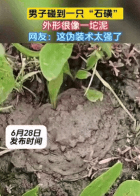 6月28日，男子在爬山时，发现前方泥土竟然在动！他以为是蛇，结果凑近之后，才发现