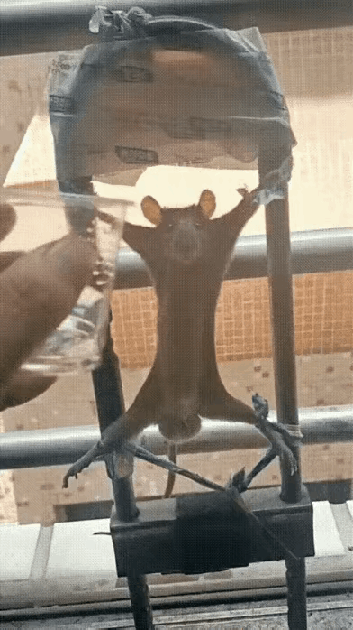 这也太损了！老鼠偷吃家里的粮食，把东西搞得一团糟，被主人当场抓住。​主人直接把