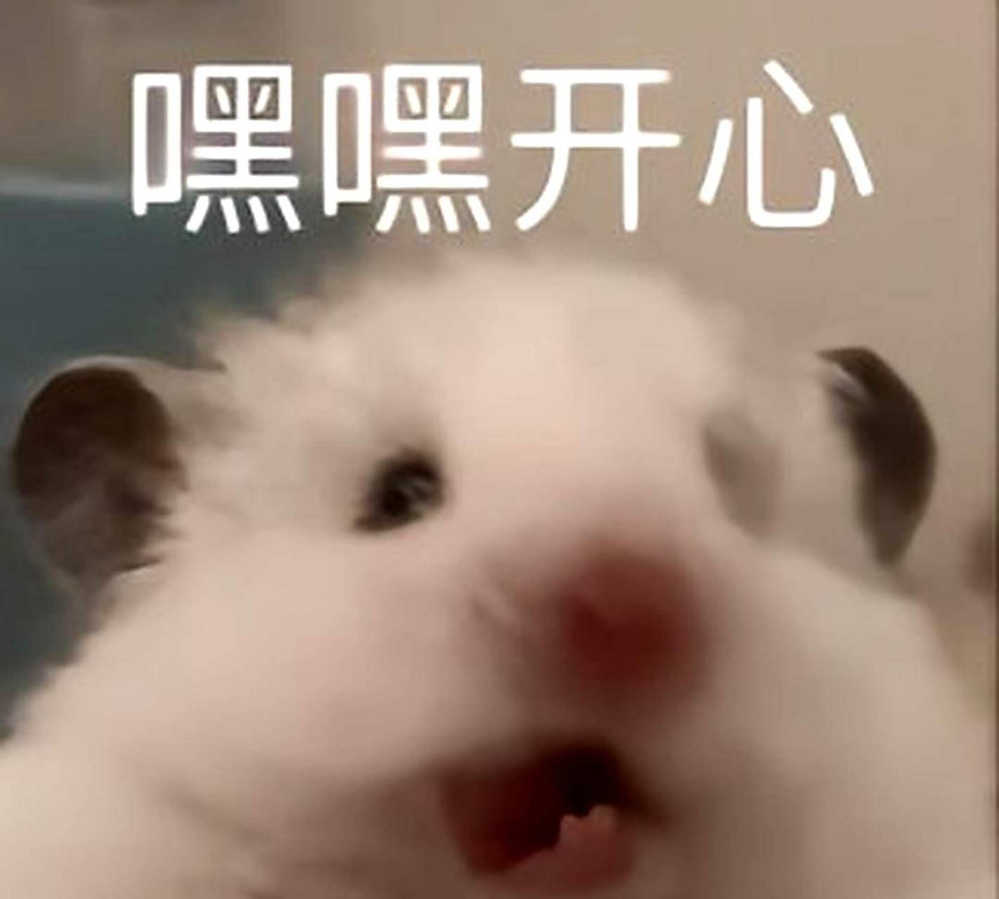 【鸟类为什么相对长寿？】人工饲养朱鹮最长记录是39岁，而熊猫只有38岁零四个月。