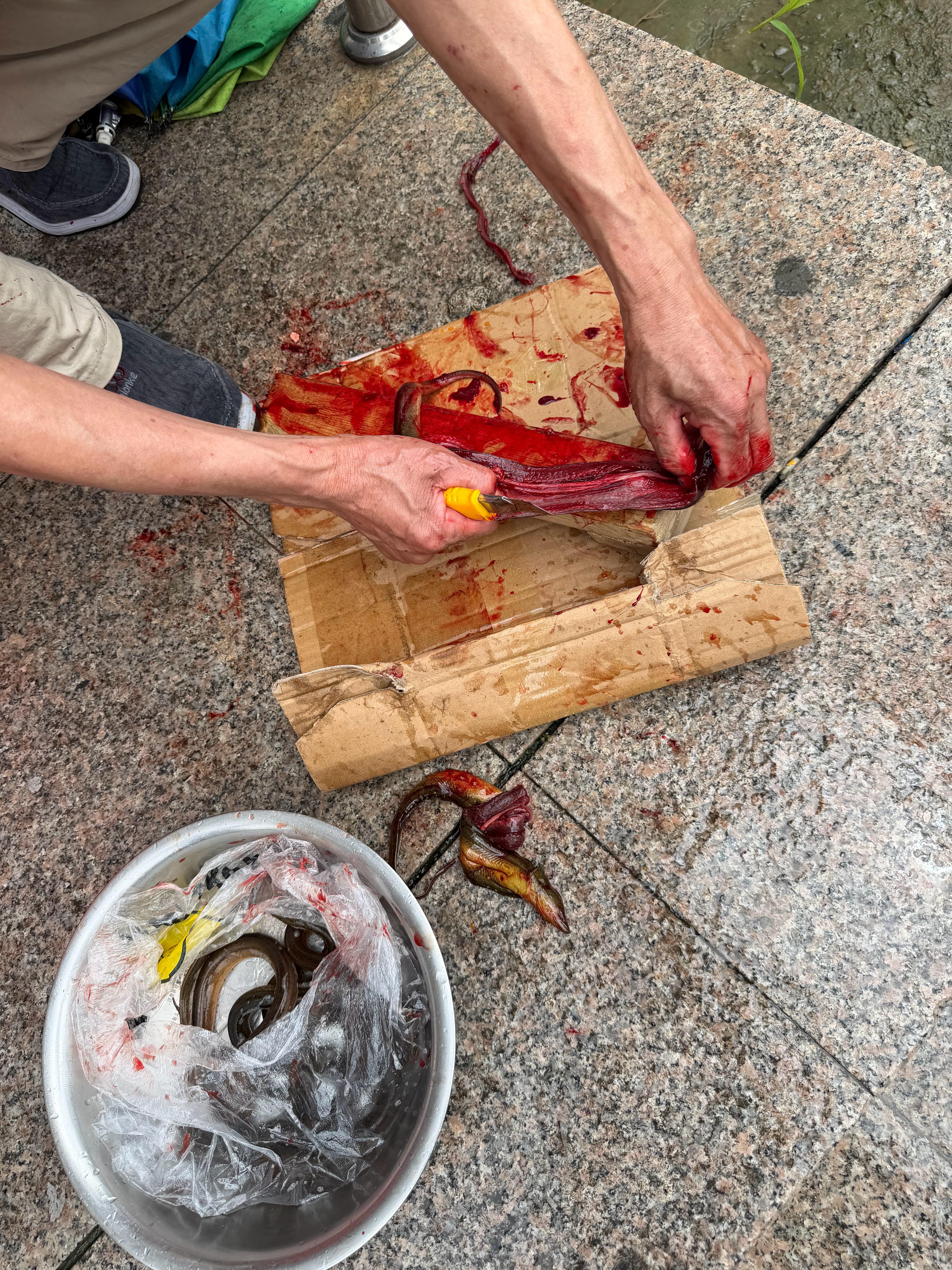 我爸买了点野生黄鳝，叫小时候的邻居来帮忙片，小时候经常一起去抓这玩意，直接黄鳝洞