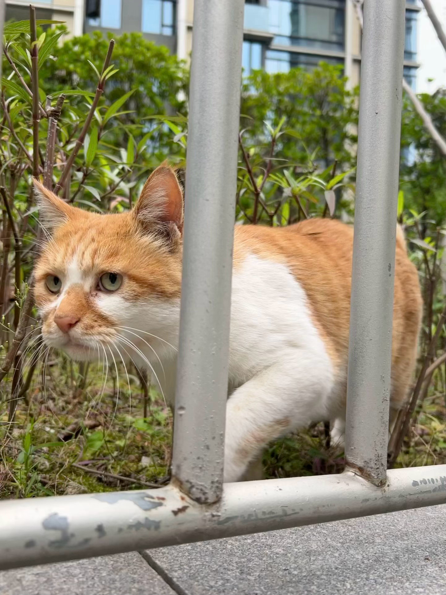 好热啊好热小猫咪🐱也要好好的中华田园猫短短野生喵​​​