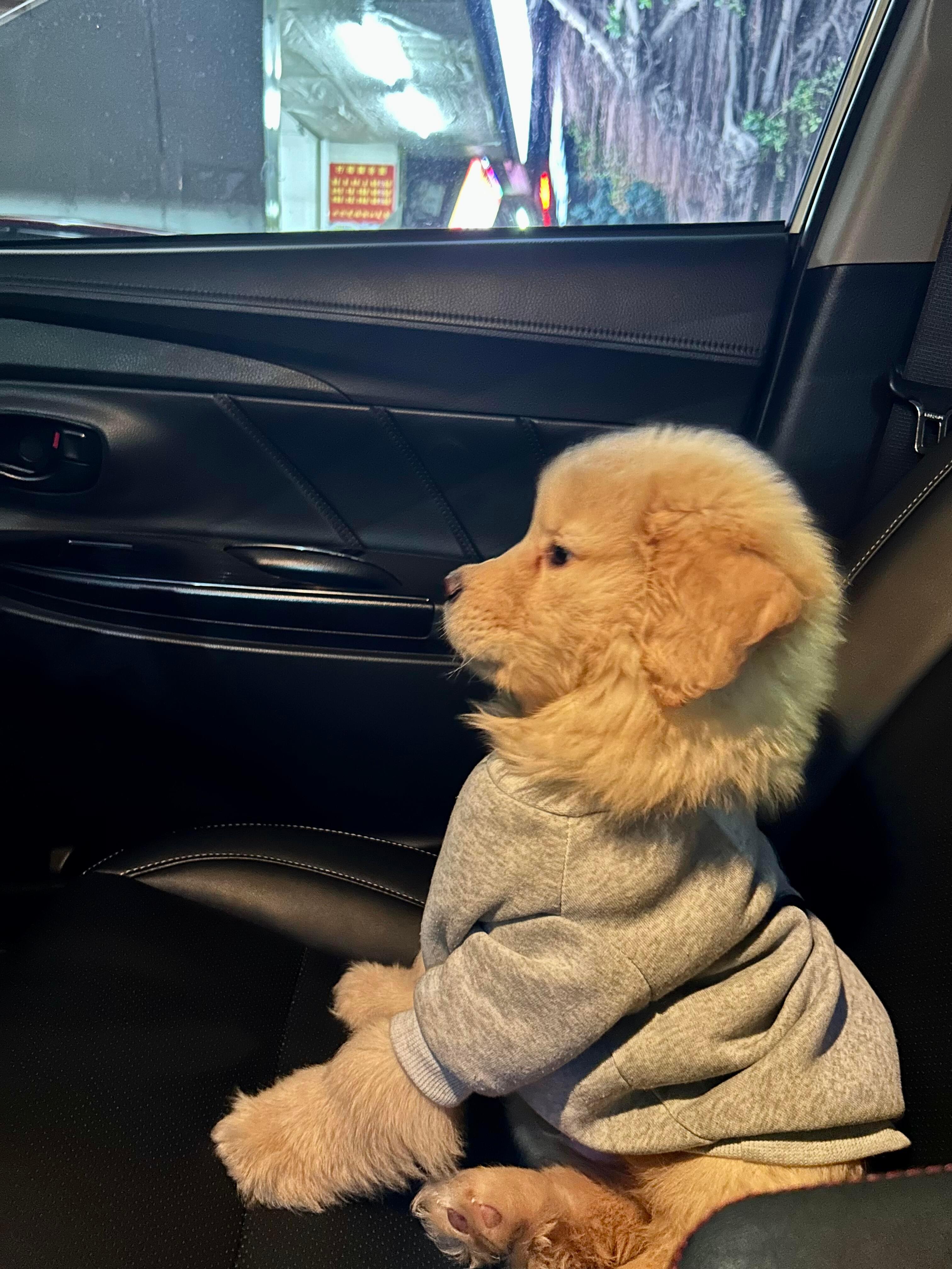 当你刚拿到驾照，你的小狗：