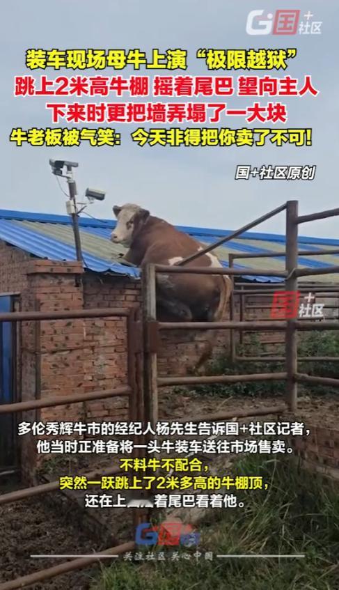 “笑不活了！”8月29日，内蒙古，一男子在将牛装车时，一头母牛不配合，突然一跃跳
