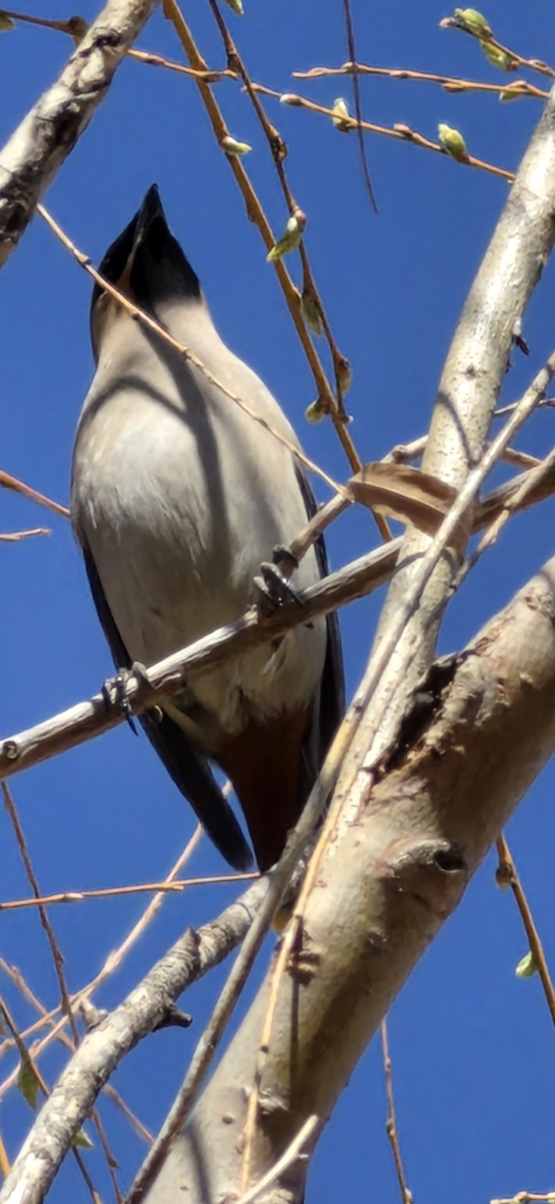 10倍长焦vivoX300Ultra对比GalaxyS26Ultr