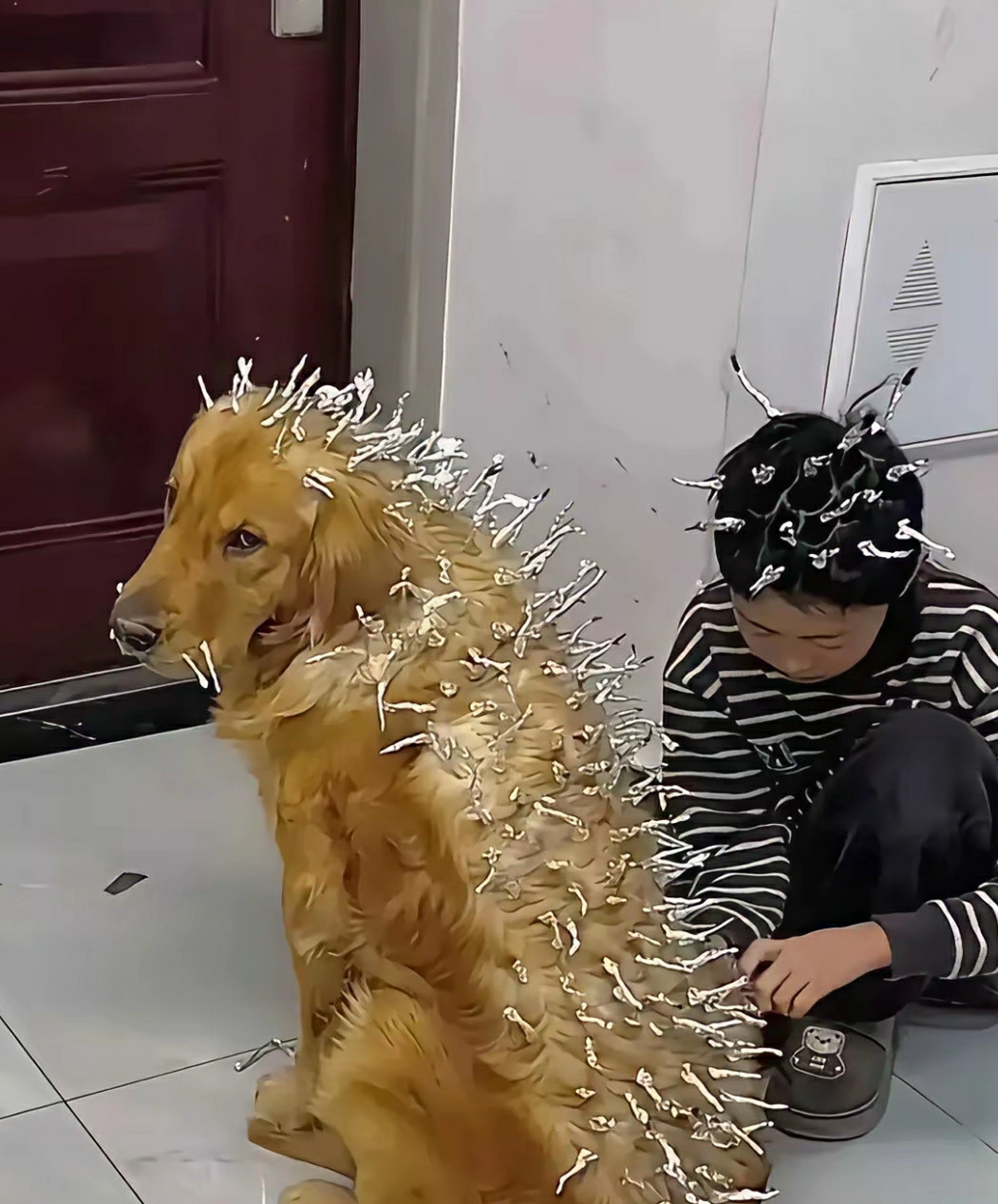 金毛：你就不能好好管管你的仔吗