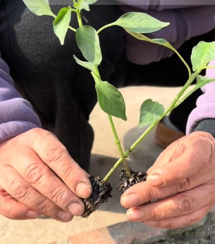 辣椒两个妙招（交叉）栽种通风好，（躺着）埋茎根更密。苗期控旺少氮