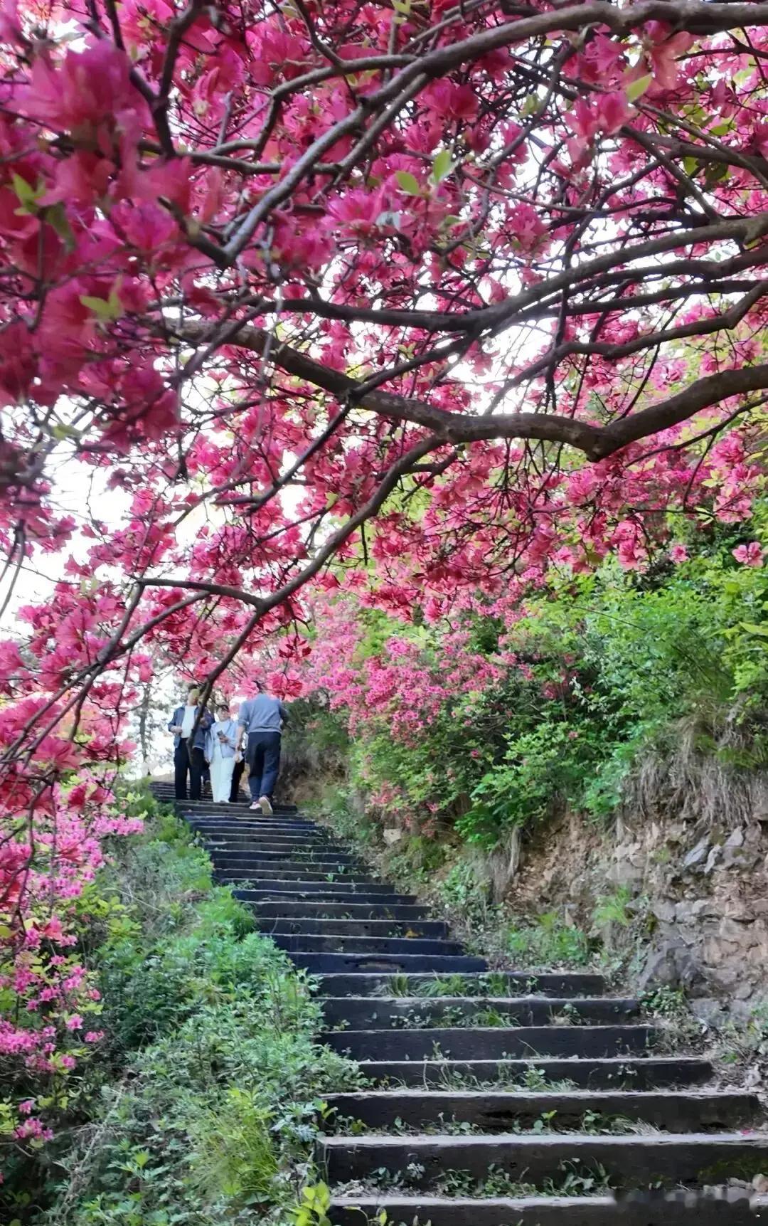 洛阳汝阳孟村的万亩野生杜鹃正在盛放，地处伏牛山区紧邻鸡冠山，沿山脊绵延起伏，漫山