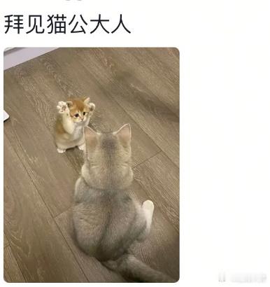 田曦薇我的猫能进妖市吗