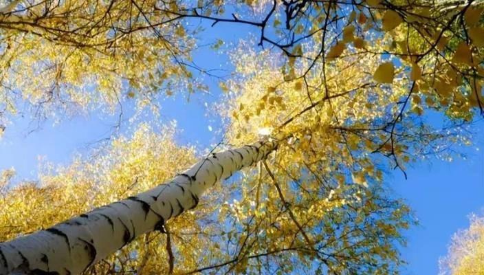 俄罗斯远东深山里一种硬到子弹都打不穿的树，正被中国成批往回拉。这树叫铁桦树，硬度