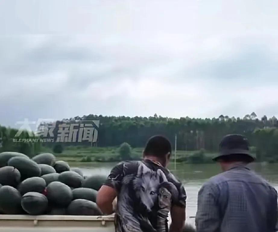 广西崇左用西瓜喂鱼，广西真豪横鱼都实现西瓜自由。网传崇左西瓜滞销，瓜农无奈只能
