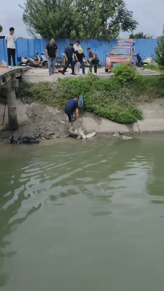 撒网真的能网住这么大的鱼吗？看这网里的鱼竟然都是一边大的？简直就像养殖的鱼一