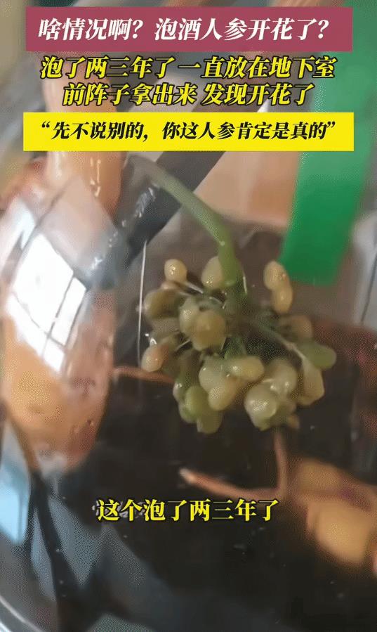 “你敢信？”山东烟台，男子用酒泡人参两三年。拿出来，突然发现开花了。网友:先不
