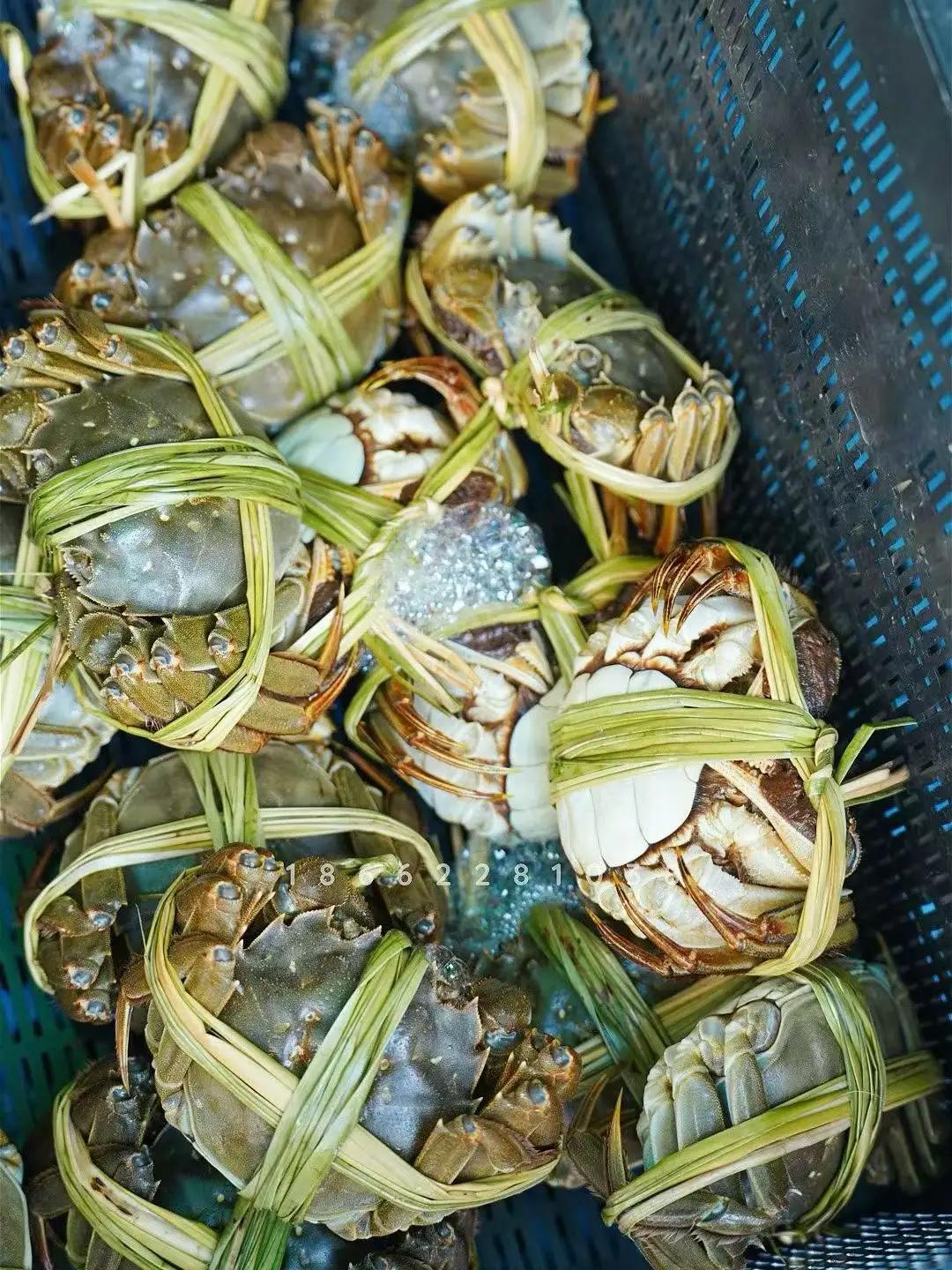 秋天到了，又到了吃螃蟹的好时候。想把螃蟹做得好吃，选蟹是基础。挑河蟹，碰眼睛反应