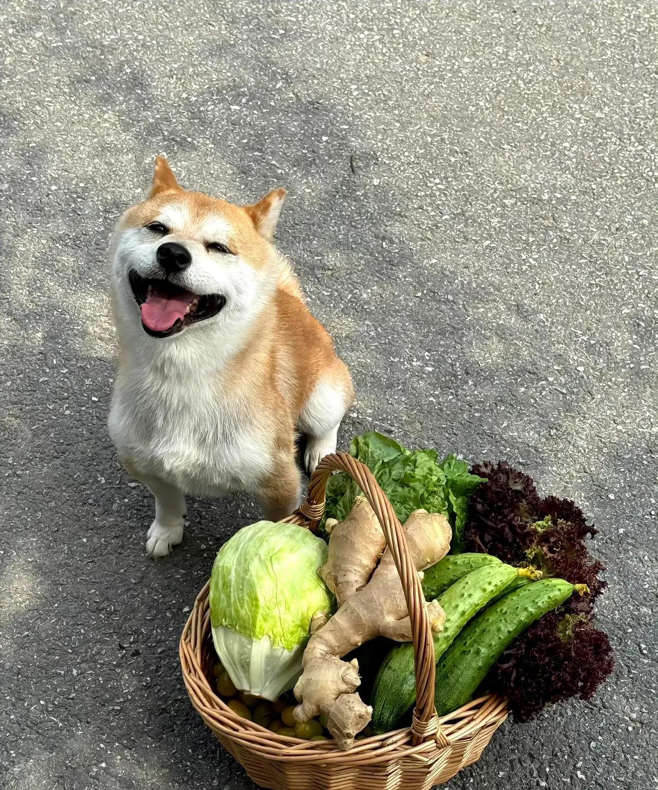 随手填了首七绝：《观宠犬感怀》柴犬街边笑意盈，菜篮相伴韵悠生。主欢犬乐温情