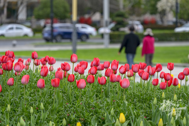 五万株! 在桐庐“郁”见最美的春天