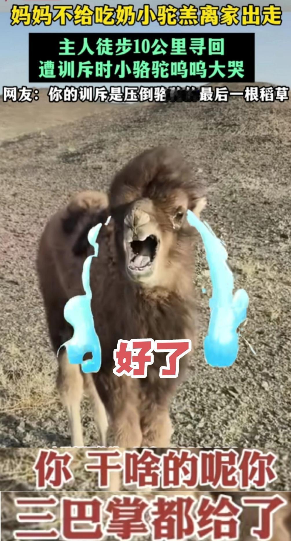 妈妈不给吃奶小驼羔就离家出走主人徒步10公里才把它找回他生气的训斥小驼羔，